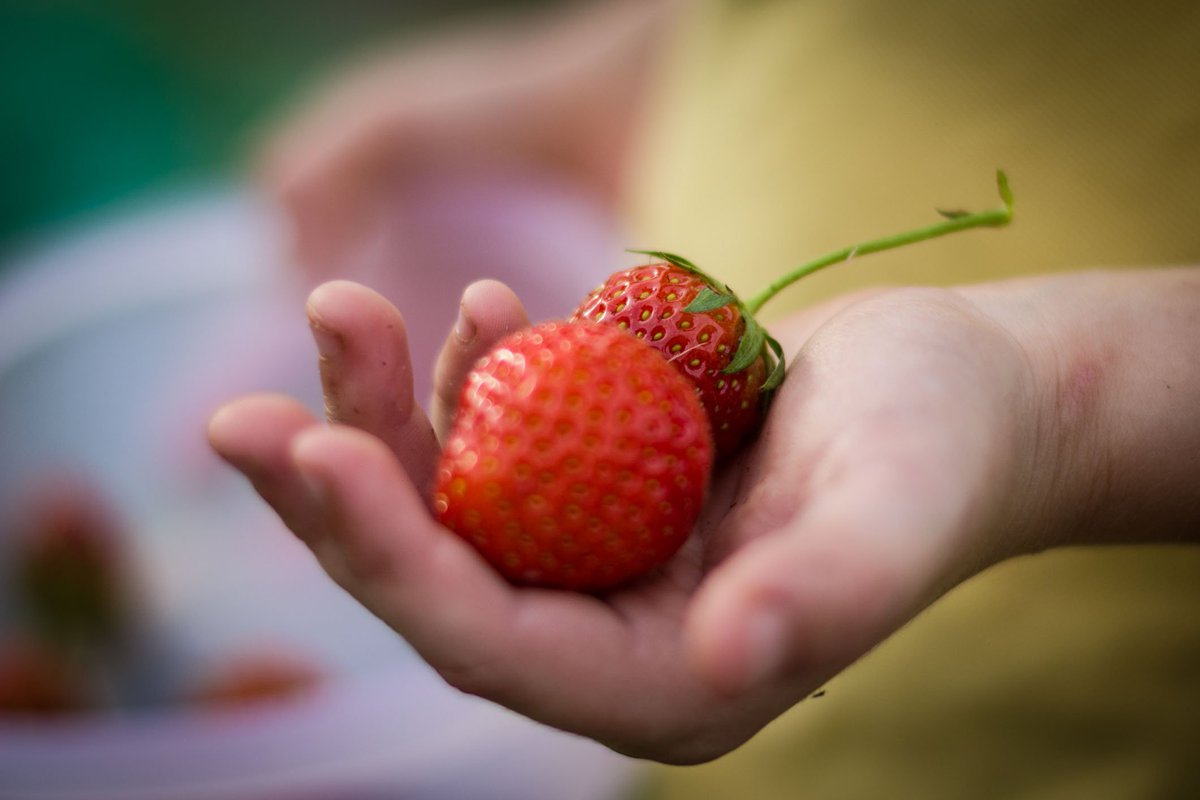 stephendukelow's tweet image. Always good to have a help to pick the strawberries #Strawberries  #nodig #garden