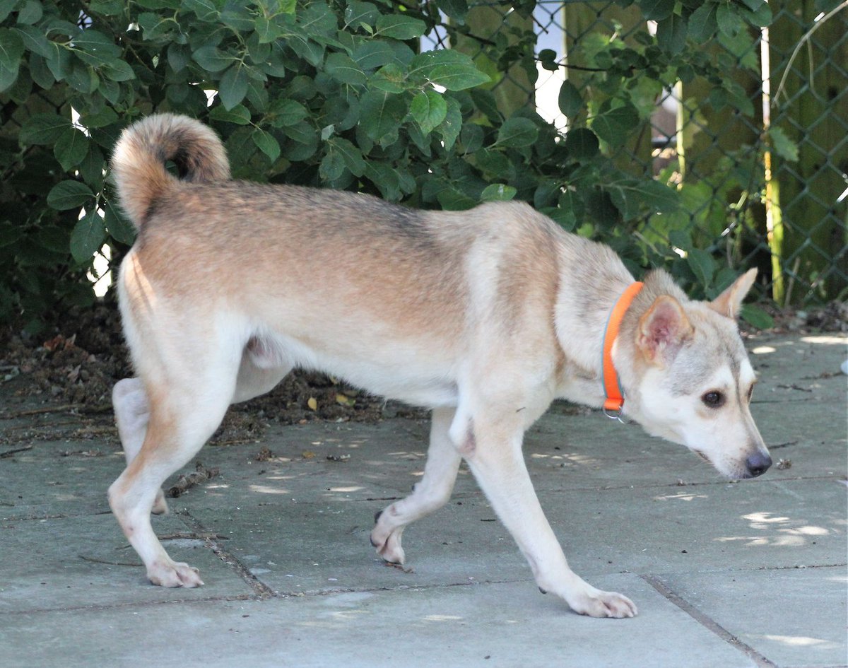 InNeedAnimals's tweet image. PEPI.....born onto the streets of Cairo in Dec 2017, rescued along with 3 other motherless pups (mother- suspected poisoning). Pepi has spent his whole life in the largest shelter in Egypt. (1 of 1200+ animals)