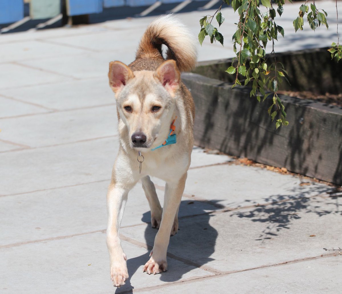 InNeedAnimals's tweet image. PEPI.....born onto the streets of Cairo in Dec 2017, rescued along with 3 other motherless pups (mother- suspected poisoning). Pepi has spent his whole life in the largest shelter in Egypt. (1 of 1200+ animals)