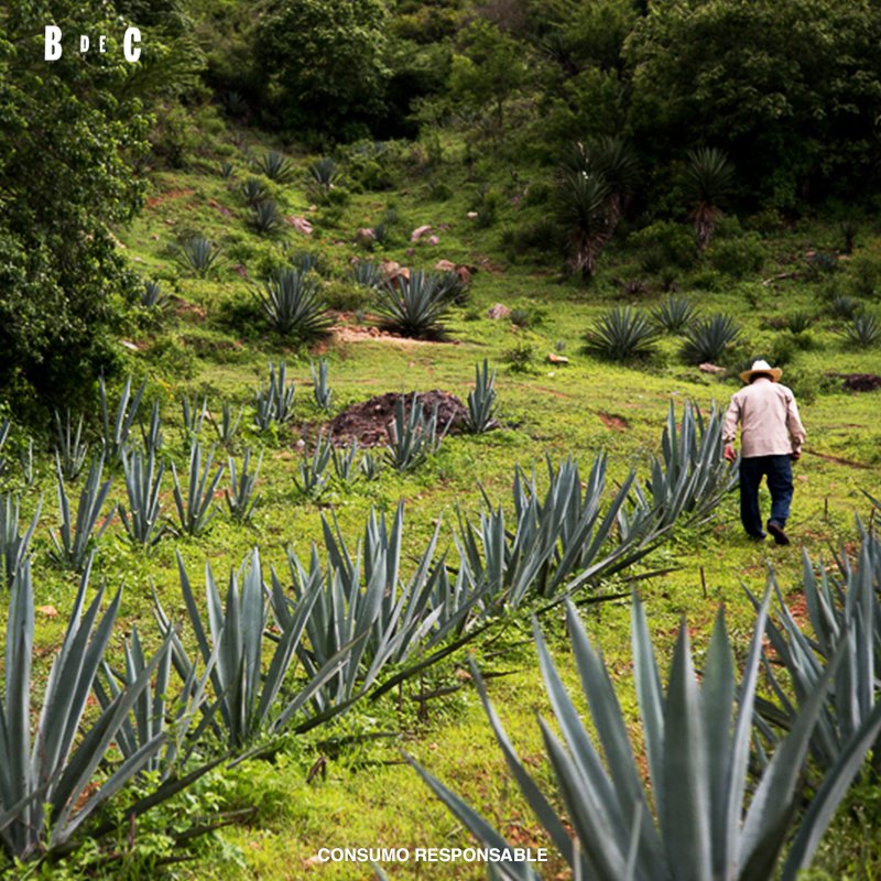 Nuestros Mavens seleccionan cuidadosamente cada agave utilizado en la creación de #BarroDeCobre, así nos garantizan un destilado a la altura de tu paladar ☝🏻