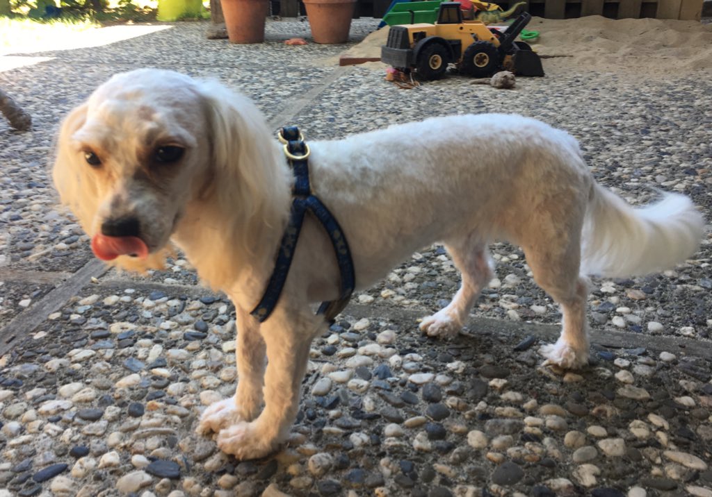 timcsontos's tweet image. My mother in law left us with her six month old puppy for the last 5 weeks. We took her to the groomers this weekend before her return and, well, 😮. #samedog #shesgonnaflip #dogsoftwitter