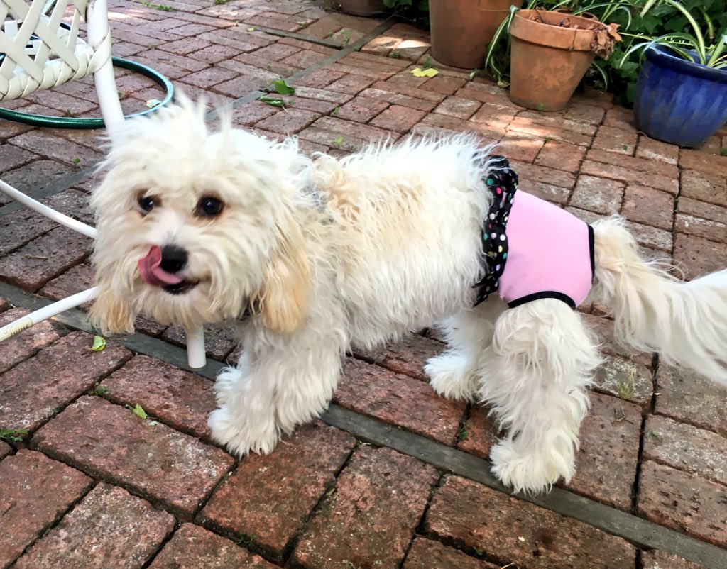 timcsontos's tweet image. My mother in law left us with her six month old puppy for the last 5 weeks. We took her to the groomers this weekend before her return and, well, 😮. #samedog #shesgonnaflip #dogsoftwitter