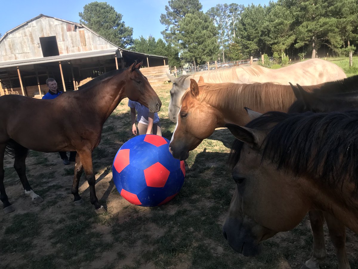 40 inch horse ball