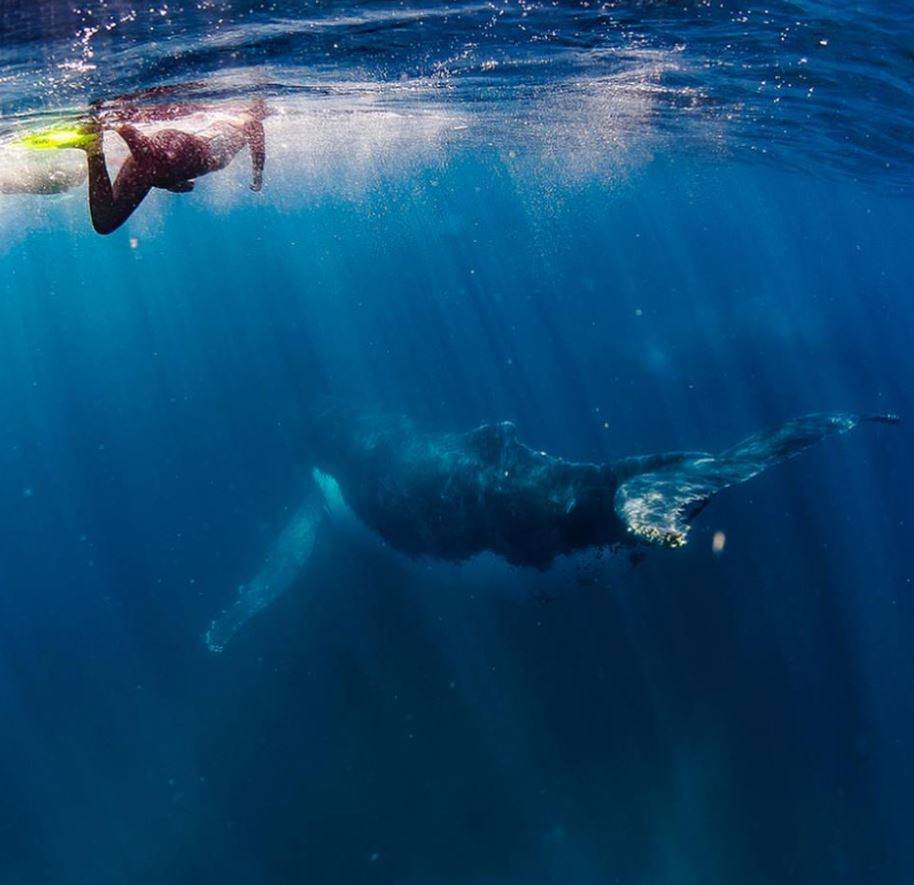 WowAustralia's tweet photo. 닝갈루리프(Ningaloo Reef)에서 놓쳐선 안될 3가지 포인트~😍

'고래상어' '혹등고래' '광선가오리'
서호주 닝갈루리프에가면 이 세가지를 꼭 보고오세요! 함께 교감하면서 잊을수 없는 추억을 만들어 줄거에요.

#호주 #wowaustralia #NingalooReef #CoralCoast

Credit @NingalooDiscovery https://t.co/gjdqeXfGZD