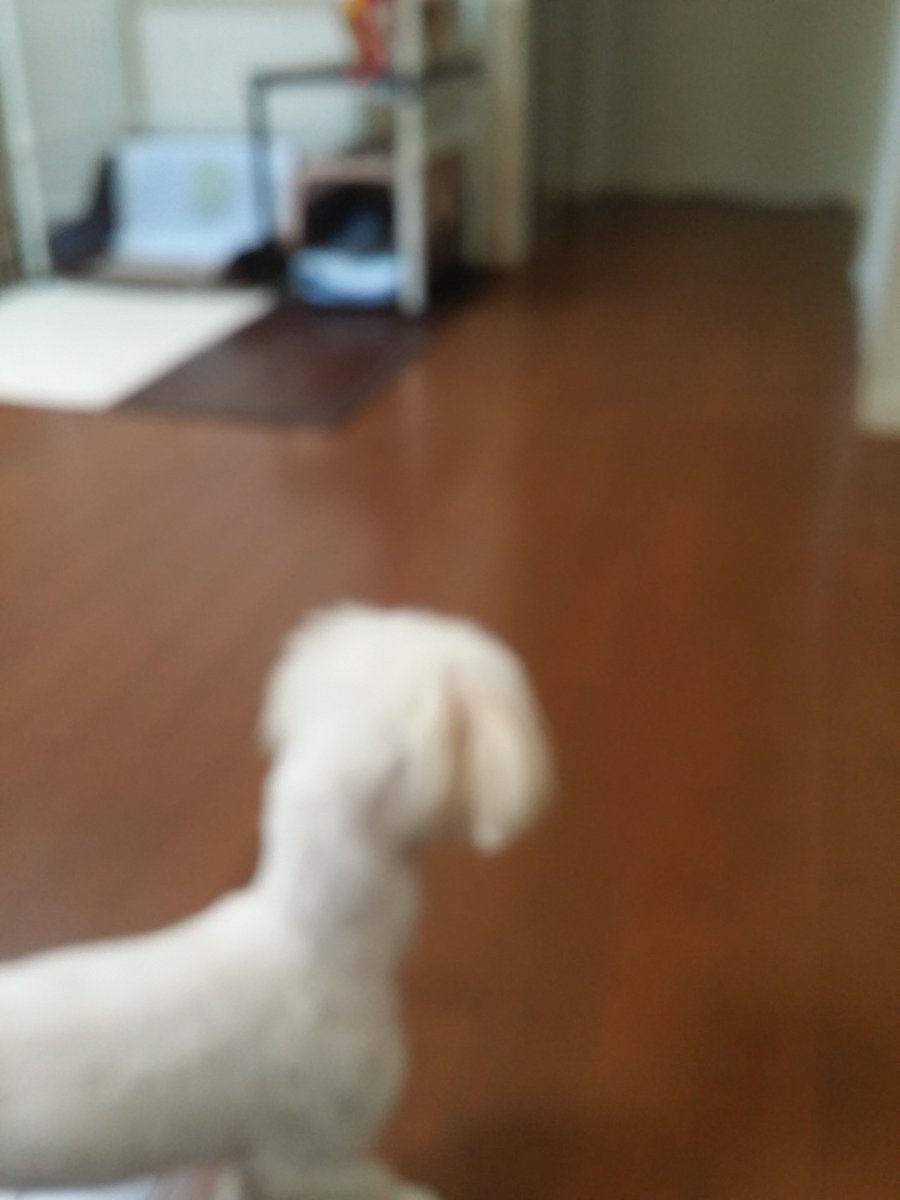 ABARA2010's tweet photo. これはペット用のロボットです
。 https://t.co/bdCuyE0bGW