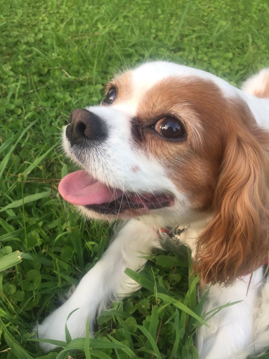 SamTheCavalier's tweet photo. Walk break #ckcsoftwitter #samthecavalier #DogsofTwitter #doglife #grassattack https://t.co/vUkSpepsY9