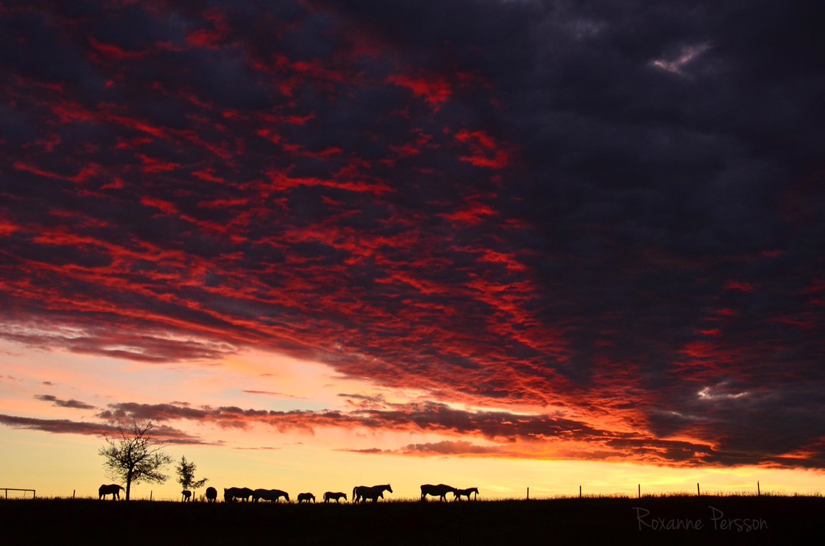 Amazed by this sky tonight! #albertaskies #sunset #horses ⁦<a href="/StormHour/">#StormHour</a>⁩ ⁦<a href="/mikesobel/">Mike Sobel</a>⁩ ⁦