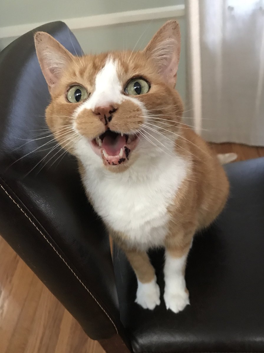 LuckyGoldenCat's tweet photo. Monday is almost over!!! #happycat #orangecat #ginger #CatsOfTwitter https://t.co/4GZJChEOL7
