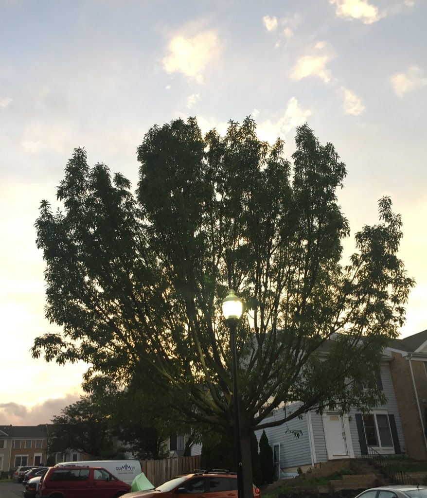 Diggs4MD's tweet photo. Knocked on my last door today to a beautiful sunset. During this campaign, we talked to voters across D1 of every class, color &amp; creed. I’m optimistic about the future before us, but we need good folks to vote to have good results. #gotvjune26 #smartandopengov #betterpathforward https://t.co/SCLIIVYmwH