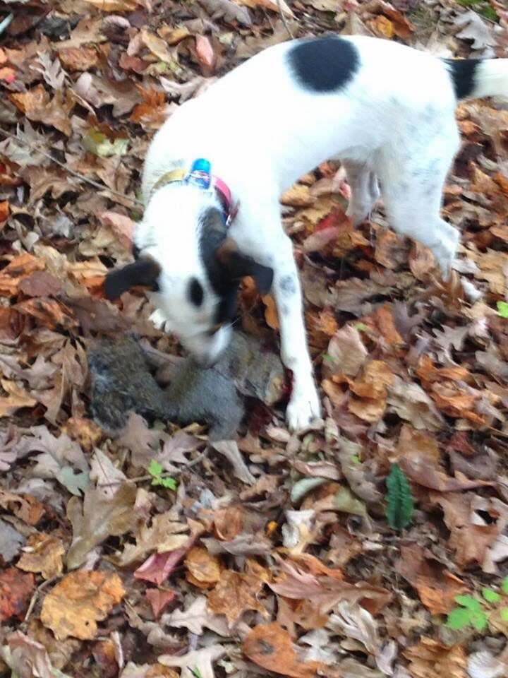 GrayFeist's tweet photo. Want to reconnect with #America's past while supporting #conservation? #Hunting with #MountainFeist is the prescription. The #dogs are enjoying a modern resurgence. https://t.co/ebam4PIOz6 #gundog #treedog #R3 #Appalachia #takemehunting https://t.co/09gC4eZa5q