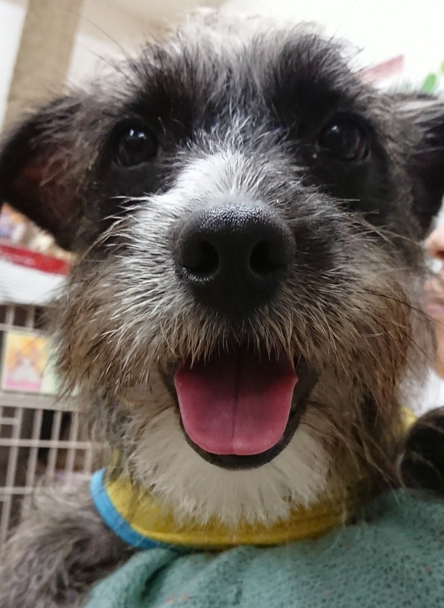 Twitter இல 保護犬カフェ 天神橋店 里親様募集中 ミニチュアシュナウザー フレンチブルドッグmixのリークス 生後9カ月 めちゃくちゃイケメンのリークス君 まだ0歳の元気いっぱい天真爛漫なわんぱく君 世界に一頭のオンリーワン Mix犬