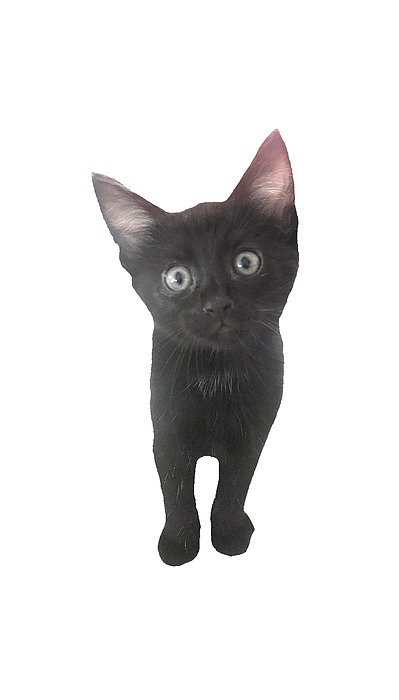 michellengaire's tweet photo. New artwork for sale! - "Spike the Kitten" - https://t.co/yytcfWltn2 @fineartamerica https://t.co/igUoxrkIoc