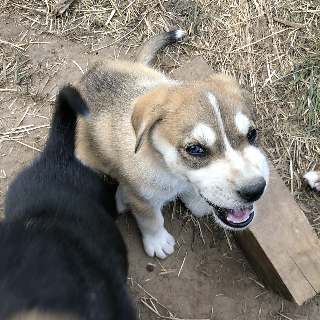 We have Willow’s puppies, who were born while we drove the  #internationaldogbus through the Yukon. They’re bold and chubby and fearless and basically already world travelers.