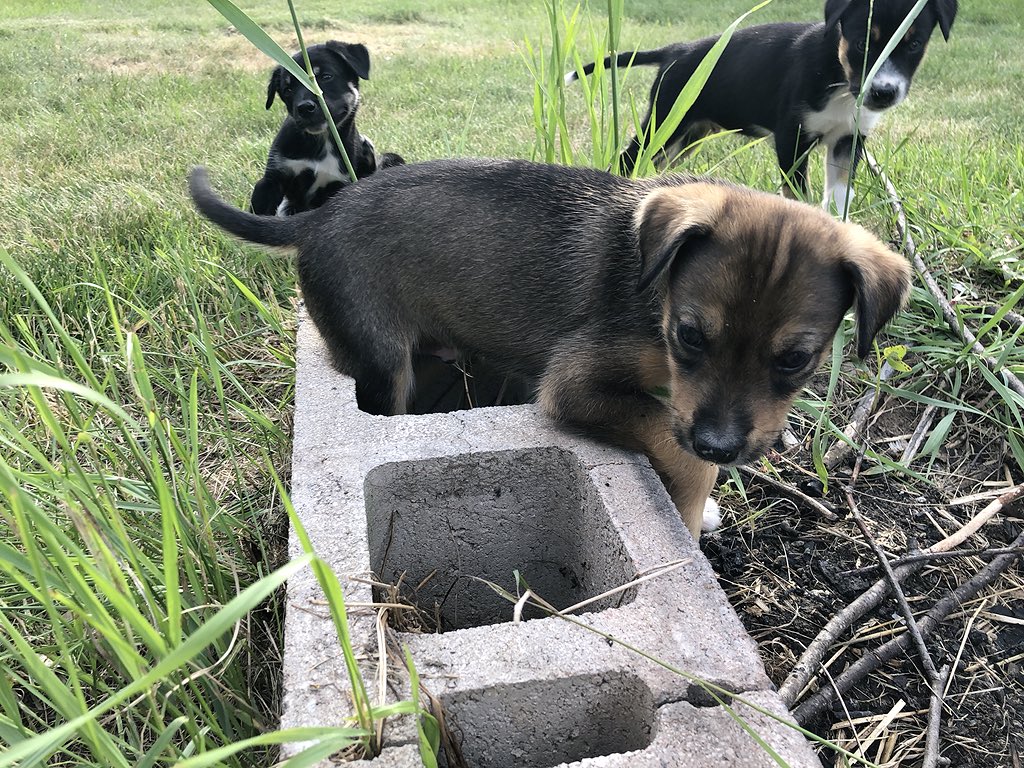 And we have Glory’s puppies, who were born right after we got back and were conceived in, um, mysterious circumstances. They’re only a week younger but are much more timid than their cousins.