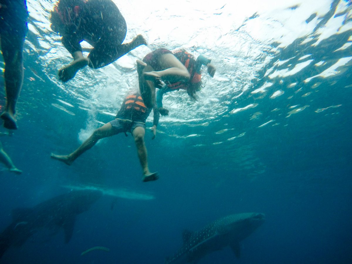 2weektrips's tweet image. Take a deep breath and dive into the shallow waters of Oslob, as gentle whale sharks swim past you harmlessly. Find out how to spend 4 days doing this and more in #Cebu, Philippines! buff.ly/2KBlEXJ