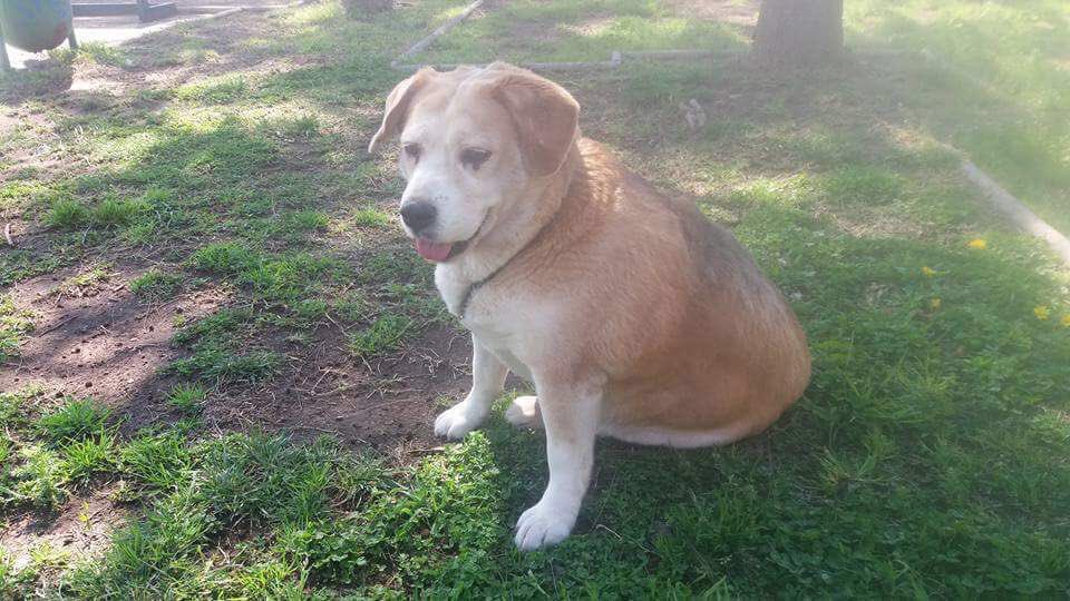 Ella es #Simona esta gorda Beagle, busca un hogar, pero no ha tenido suerte, nadie la quiere por ser gorda y mayor...
¿La ayudamos con un RT? necesitamos encontrar una familia para ella, está en #Santiago
Contacto <a href="/shelipp/">#OrejonesAlRescate</a> cesarraul.cabrera@gmail@com
#OrejonesAlRescate