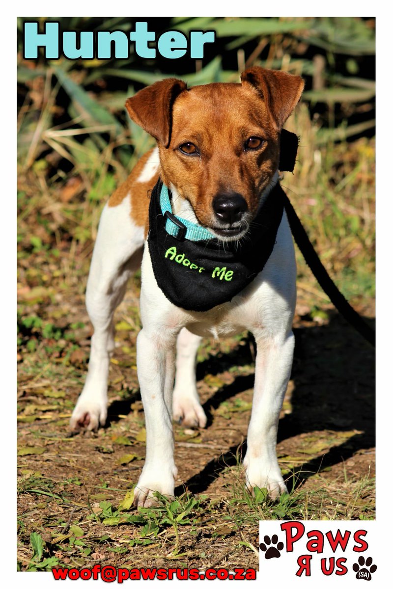 HUNTER has just recently turned 4 years old and this male Jack Russell terrier has been at Paws Haven for over 2 months now. We know that he is really excited to find his new forever family one day soon! Email woof@pawsrus.co.za for info. 

#jackrussell #jackrusselldog