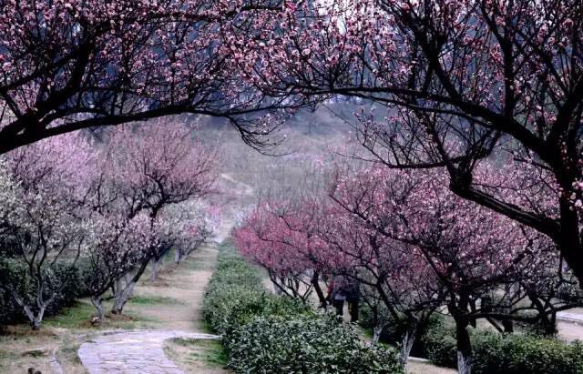 visitnanjing's tweet photo. #2018SummerVacation
In the eastern suburbs of Nanjing, there is a Meihua Mountain on Zijin Mountain. There are more than 30,000 plum trees here, which is known as the 'Plum World' in China. See, it's just like a fairyland... https://t.co/22fWDtkUod