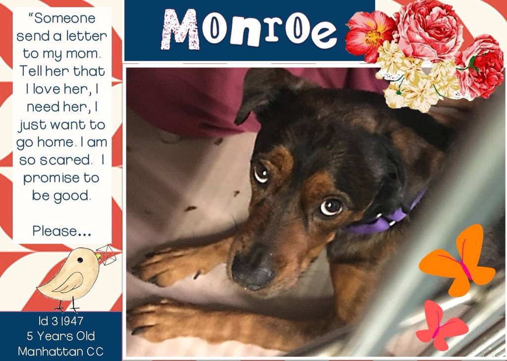 nasrene41's tweet photo. DEVASTATED #MONROE MISSES FAMILY WHO MOVED WITHOUT HER! NOW, SHE’S CONDEMNED FOR BEING SCARED & DISTRAUGHT! WHO WILL SAVE HER?
#RESCUEDOGS #FOREVERHOME #FOSTER #ADOPT # #AdoptDontShop #s #HumaneNY #EndBSL #BanNYCHABAN #PetFriendlyHousingNYC #SaveMONROE
https://t.co/zfpUJpHLeW https://t.co/3mHdzkxlIf