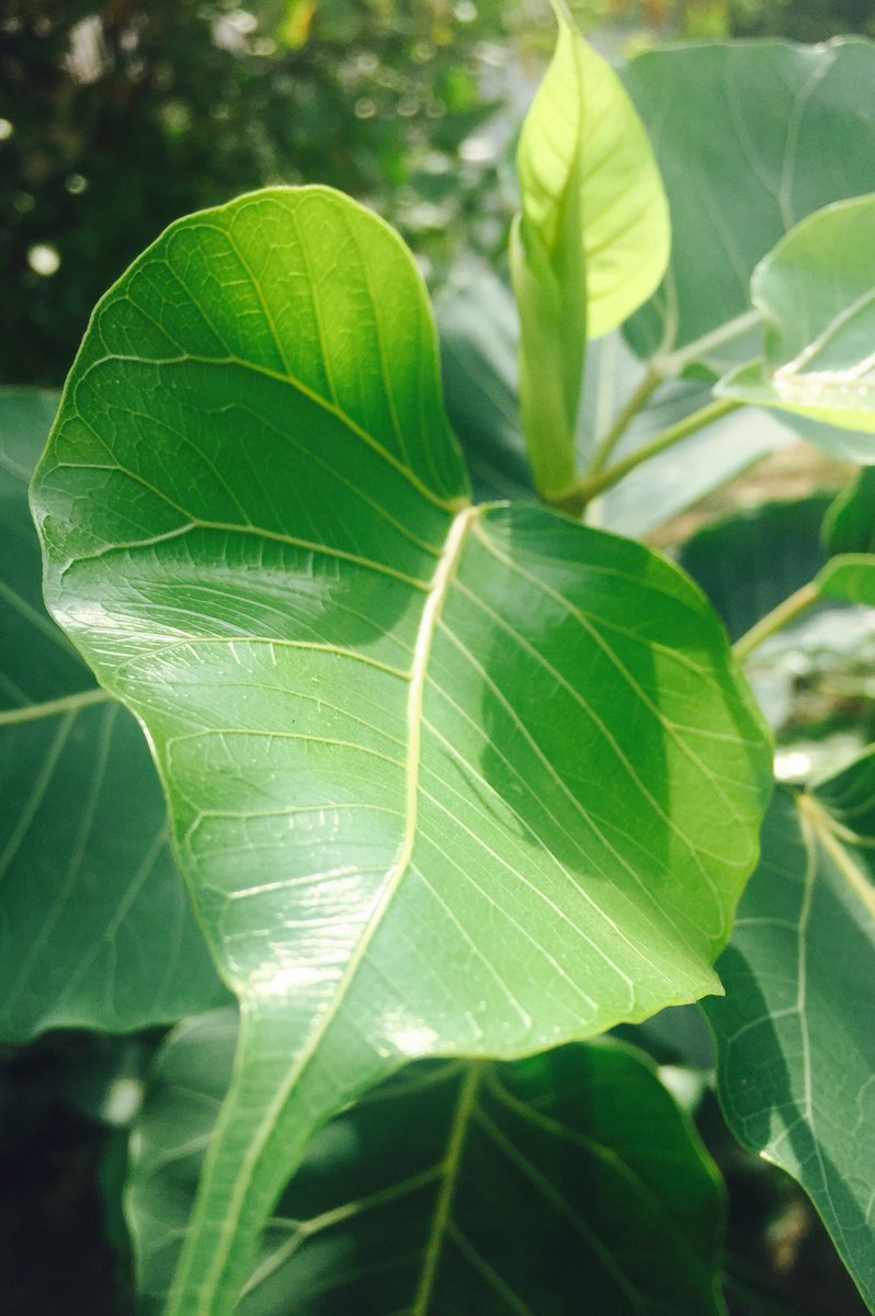 pallawabhishek's tweet image. Retweeted #Sush! (@gsushma55):

वो जब हर जगह हर रंग में दिल मुस्कुराने लगे 
ऐसी दीवानगी को इश्क़ ना कहिए तो क्या कहिए

#Sush! #Sush_Click :)💚