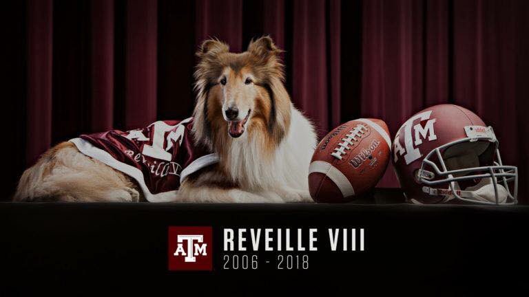 TAMUCommandant's tweet photo. RIP Reveille VIII. You were a beautiful mascot who always represented Texas A&amp;M with grace &amp; charm. The Corps of Cadets &amp; Co E-2 always took pride in caring for you &amp; having you in their ranks. God bless you &amp; guide you gently across the “rainbow bridge.” @TAMU @AggieCorps https://t.co/WEpEFgBb5X