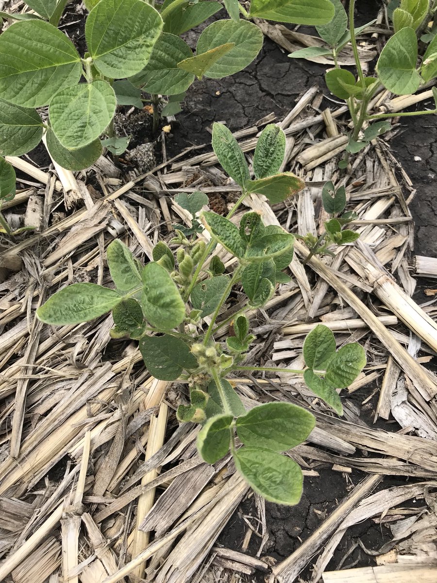 Many fields in the region showing symptoms of herbicide carryover. No dicamba drift.