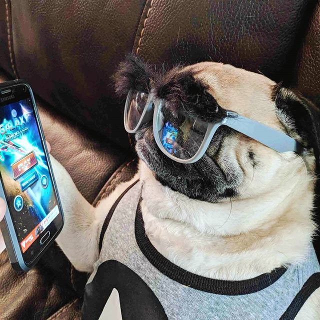 benny_pug's tweet photo. I don't always search the internet, but when I do, eyebrows π #imsopunny #eyebrowsfordays #chillin #likeavillain #puglife #pugnation #pugsofinstagram #pugstagram #bennythehappypug https://t.co/9wJelHEvrT https://t.co/CCBl5I5xr4