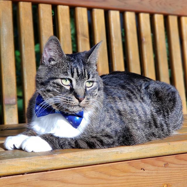 #notinthemood #nopicturesplease #mondayblues #grumpycat #wishitwasfriday #spoiledkitty #madebycleo #catinbowtie #catbowtie #bowtiesforcats  #loganthemanx #westcoastcat #fureverhome #catsofday #adoptbcspca #bcspca #bcspcaalumni #adoptdontshop #topcatsclub… instagram.com/p/BkeGdRHlCCW/