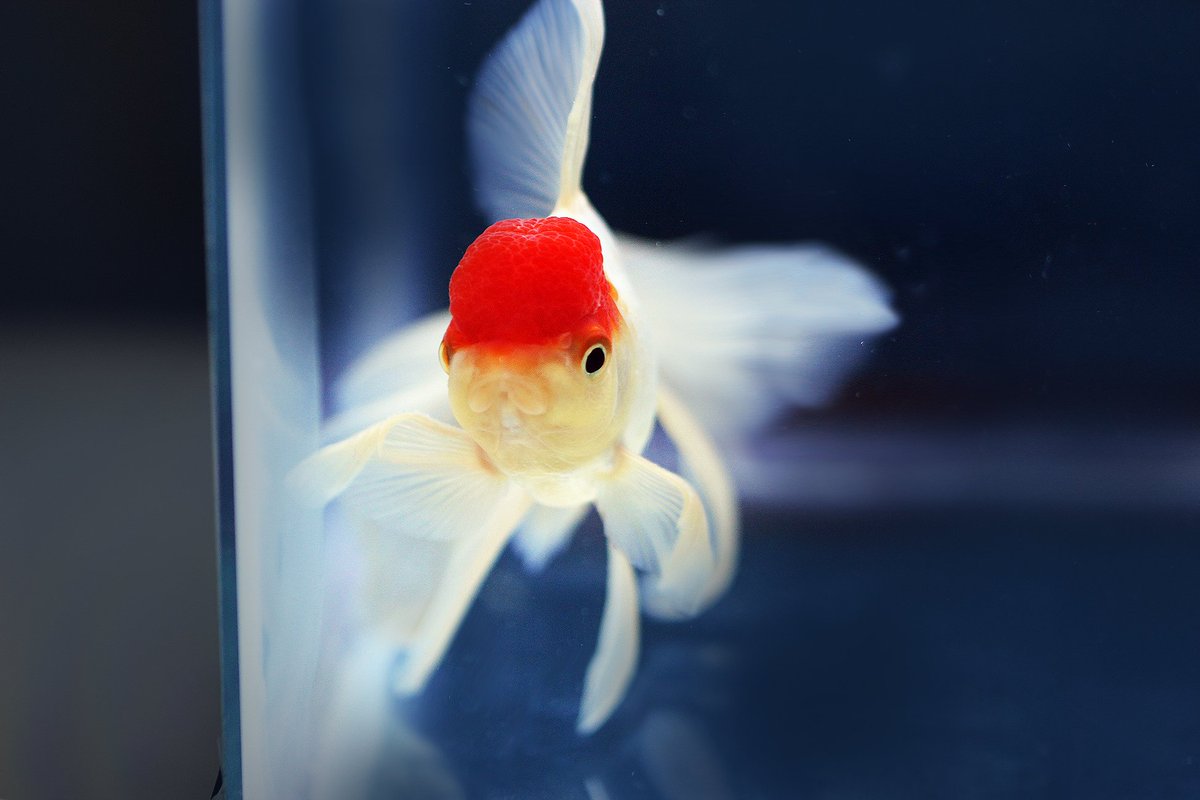 Aquarium Talks No Twitter Did You Know Goldfish Have Teeth In Their Throats Its Called Pharyngeal Teeth Which Are Used To Help Them Crush Food Aquariumtalks Fish Pets Aquarium Fishtank Goldfishfacts