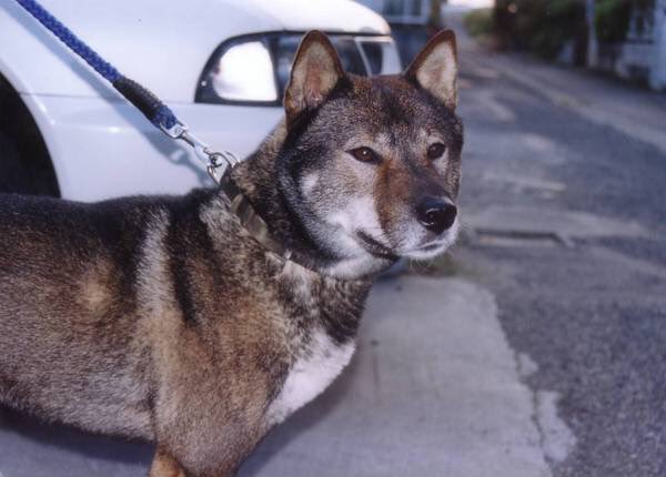 四国犬 しこくいぬ 土佐日本犬 Togetter