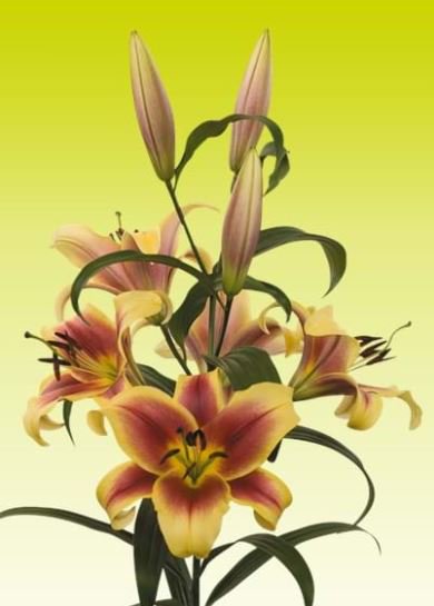 Heeft u nog een héle grote vaas maar er nog geen geschikte bloemen voor? Neem dan deze #Lelie #Flavia van 180 cm lang. #klok1 @worldbreeding