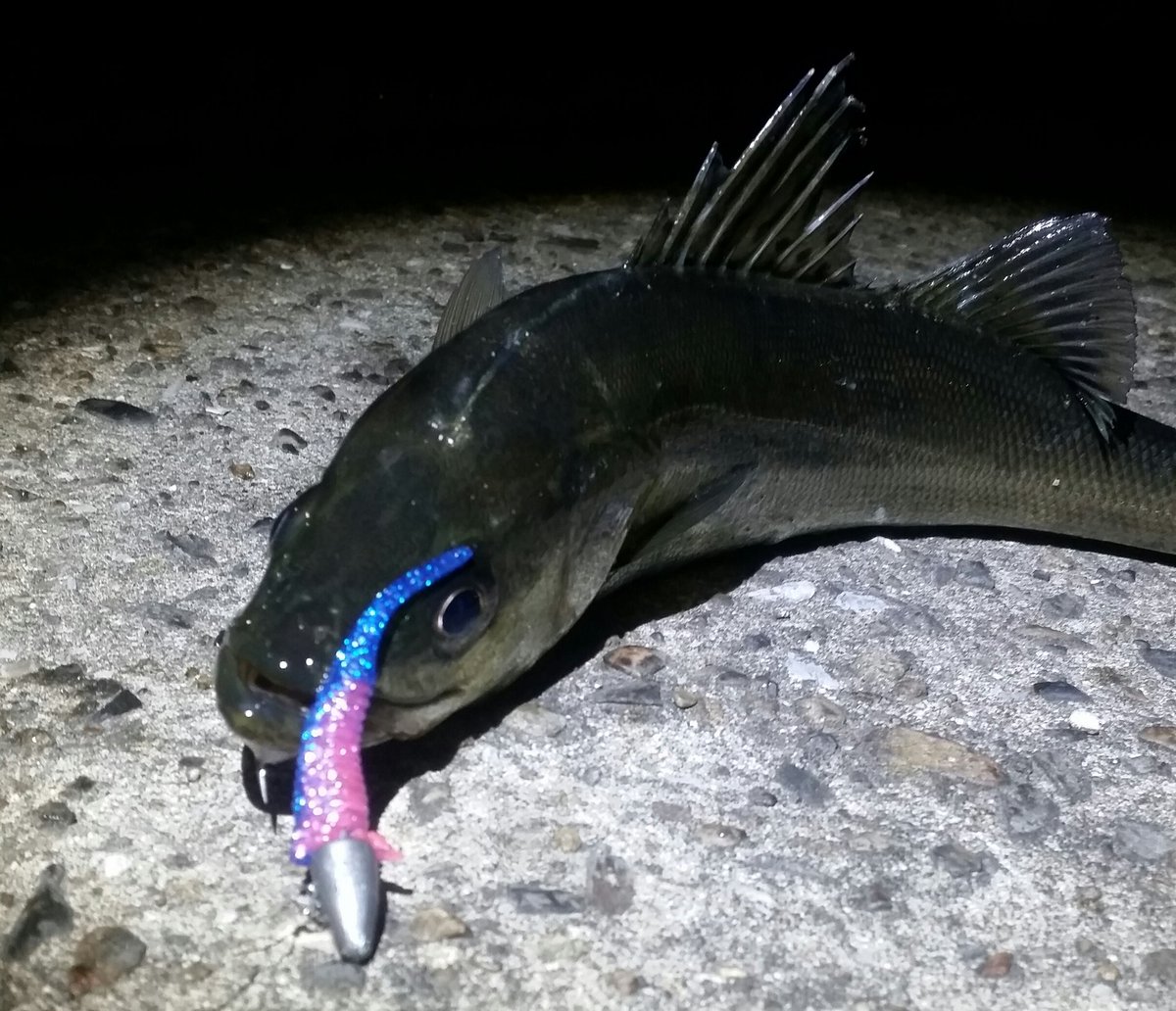 黒猫 メバル 時々シーバス 昨夜はクルバチボイルを狙って出撃しましたが 予想通りボイルしていましたが ショートバイトに苦しみ惨敗でした ポイントを変えてワームでセコいけどホゲ回避 O ニンジャリ スリートラップ R32 黒猫 メバル 時々シーバス 昨夜はクルバチボイルを狙って出撃しましたが 予想通りボイルしていましたが ショートバイトに苦しみ惨敗でした ポイントを変えてワームでセコいけどホゲ回避 O ニンジャリ スリートラップ R32