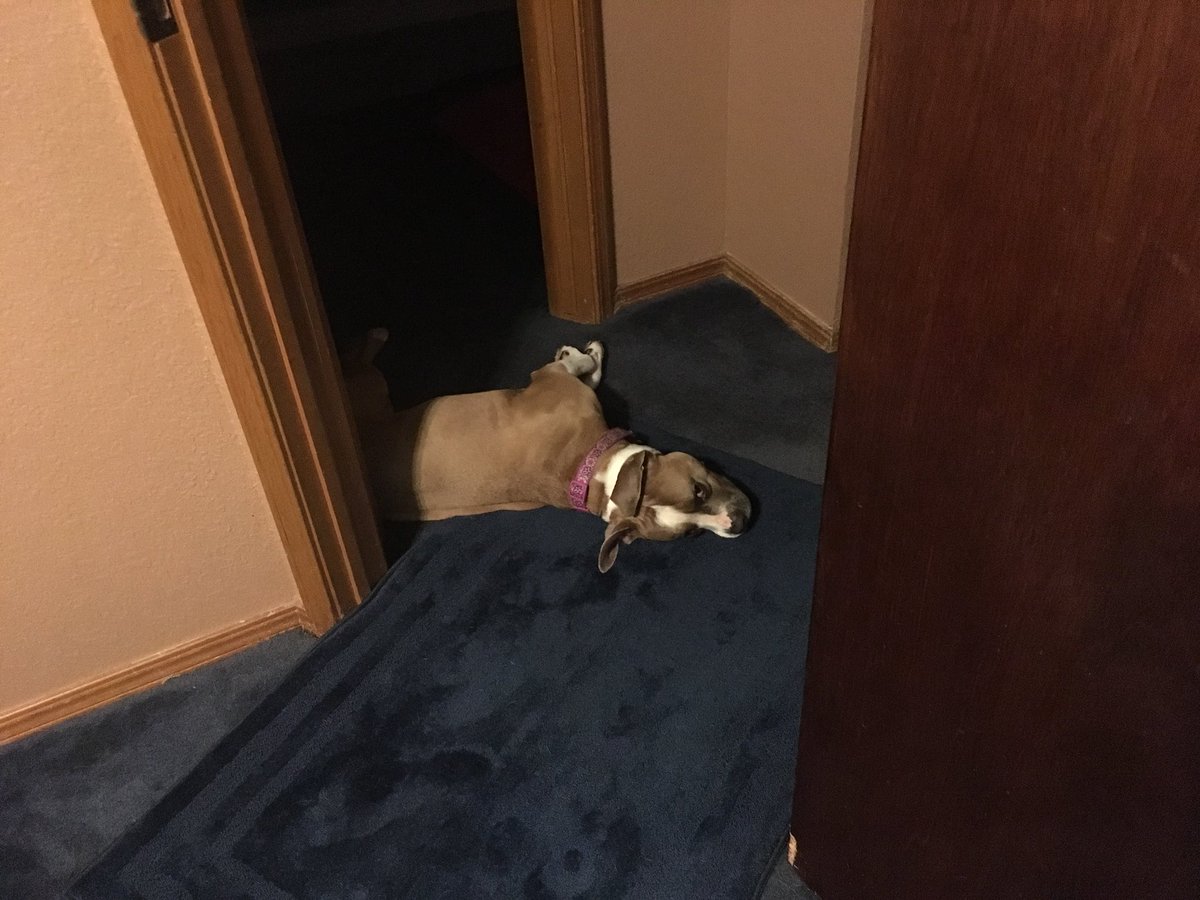 MelissaSHunt's tweet photo. She ALWAYS sleeps in the recliner but she found baby rabbits in the backyard tonight and is obsessed so sheโs sleeping here so she can keep checking the window. ๐คฆ๐ผโโ๏ธ #OCDdog #rescuedog #bigpersonality https://t.co/XWd4GRPCxu