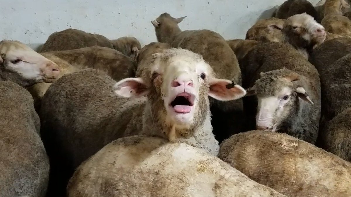 AnimalsAus's tweet photo. #LiveExportFacts that YOUR MPs &amp; Senators need to know:

▫️ The recent evidence of sheep suffering and dying at sea was documented across 𝟱 𝘃𝗼𝘆𝗮𝗴𝗲𝘀 over 6 months.

#EndLiveExport https://t.co/SqxRmeAhww