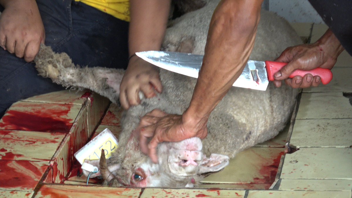 AnimalsAus's tweet photo. #LiveExportFacts that YOUR MPs &amp; Senators need to know:

▫️Millions of animals that endure horrendous suffering on ships have survived — only to then die in feedlots or face brutal handling &amp; fully-conscious slaughter overseas.

#EndLiveExport https://t.co/63TGtNqF85