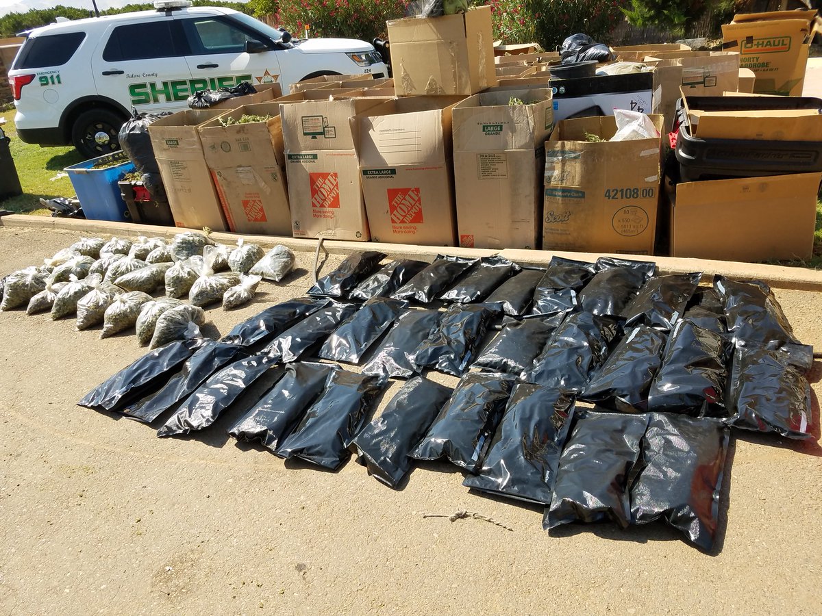 TulareSheriff's tweet photo. Code Enforcement Warrant Leads Detectives to Hundreds of Pot Plants, Illegal Guns, Items for Honey Oil Lab & More. https://t.co/U5Vq7tNkzg #tularecountysheriff #potbust #illegalfirearms #crime #tularecounty #drugs https://t.co/8jkq9zk2Sn