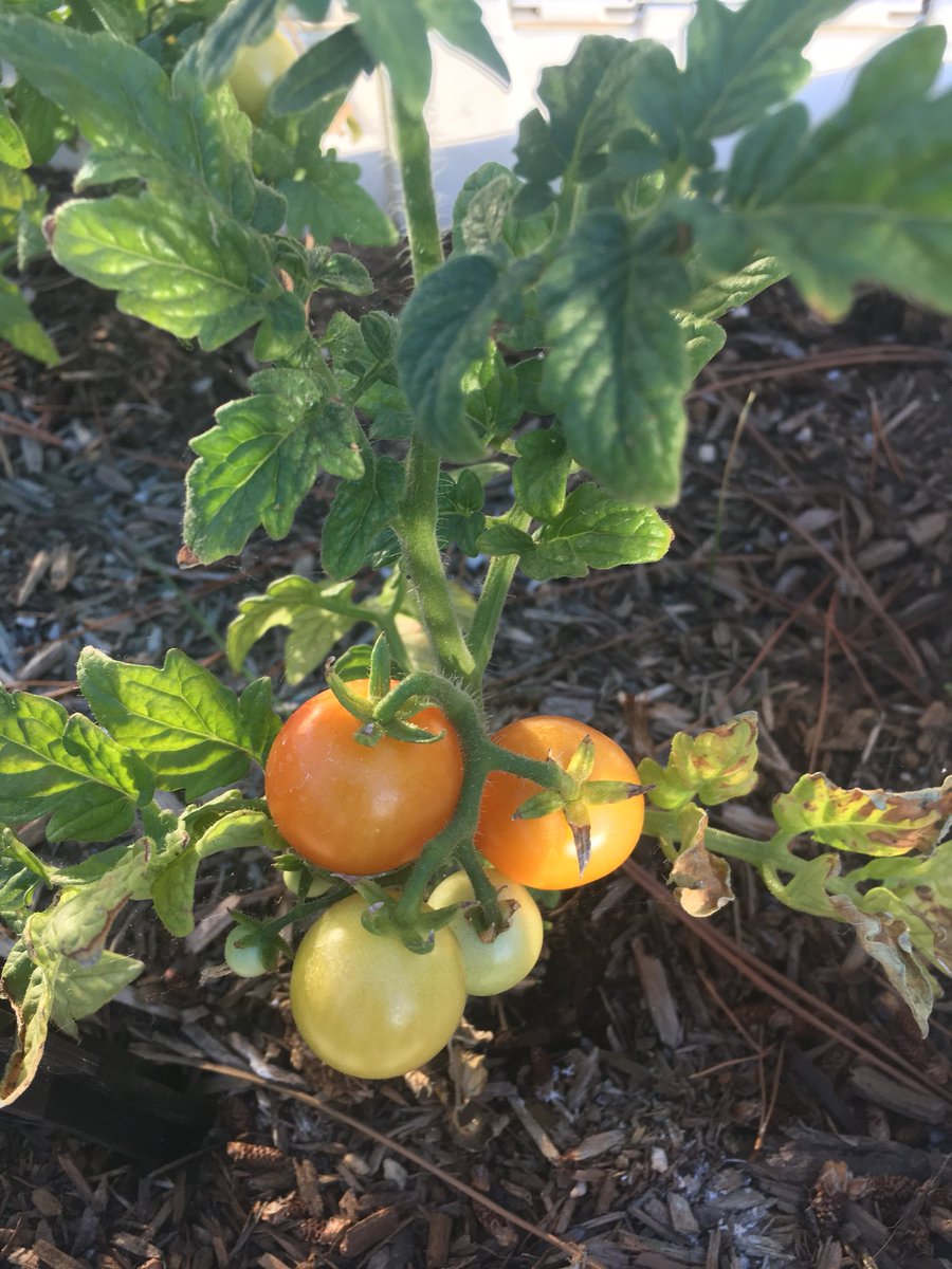 sacto11c's tweet photo. A garden on its way! https://t.co/hlPc2YGCb5