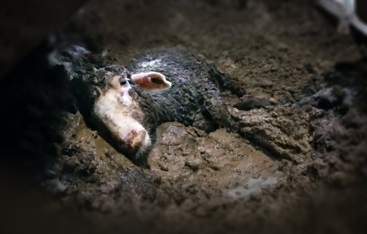 AnimalsAus's tweet photo. #LiveExportFacts that YOUR MPs &amp; Senators need to know:

▫️As long as live export continues, Australia is sending a damning message to the rest of the world... that we condone extreme animal suffering.

#EndLiveExport https://t.co/9OPhAhwAsv