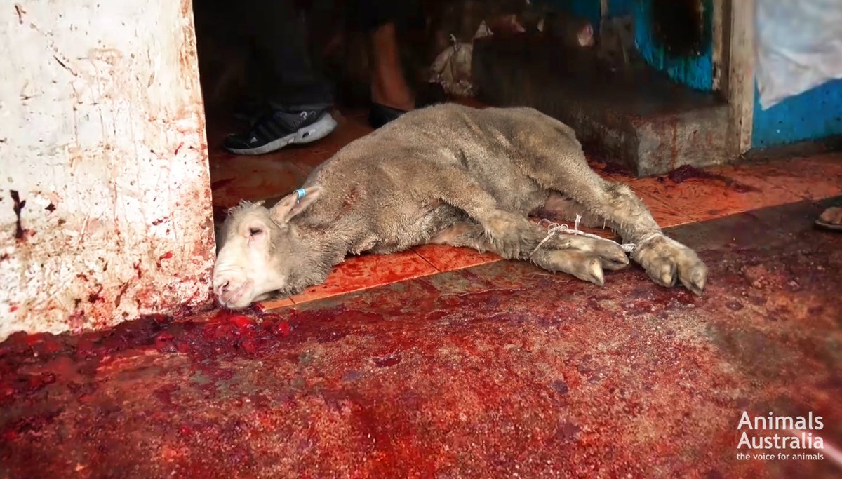 AnimalsAus's tweet photo. #LiveExportFacts that YOUR MPs &amp; Senators need to know:

▫️As long as live export continues, Australia is sending a damning message to the rest of the world... that we condone extreme animal suffering.

#EndLiveExport https://t.co/9OPhAhwAsv