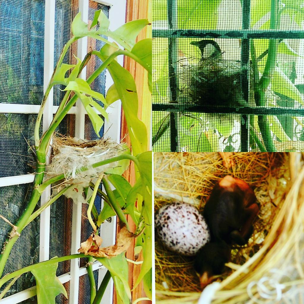 ChhanganiProf's tweet photo. A New Member at Murlidhar Vyas Nagar Bikaner House, A white-eared bulbul, or white-cheeked bulbul !! https://t.co/50y1m5mel0