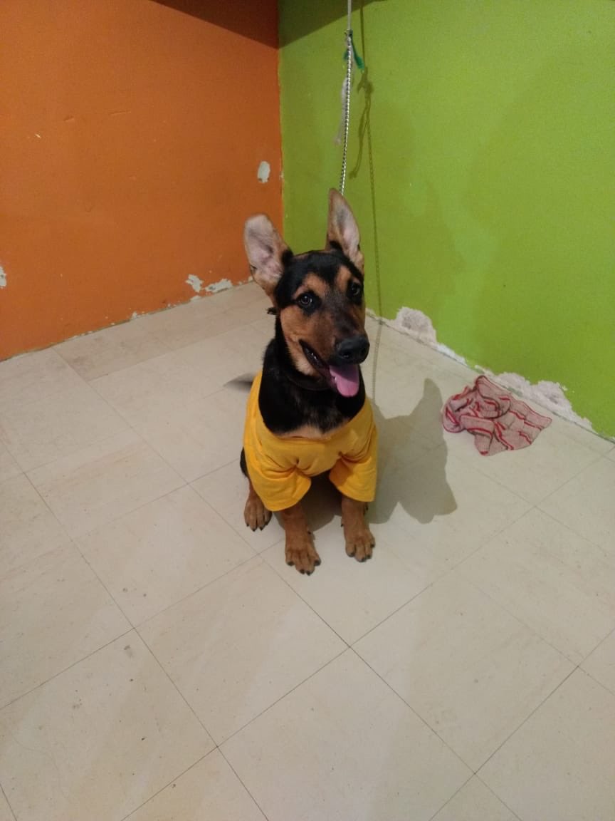Luisa_Azcapo's tweet photo. Nuestras mascotas son parte importante de nuestra familia, por eso en Azcapotzalco crearemos una clínica veterinaria, para atenderlos y cuidarlos cómo se merecen 💛¡Mi fuerza eres tú! https://t.co/SiPVXEVn6Z