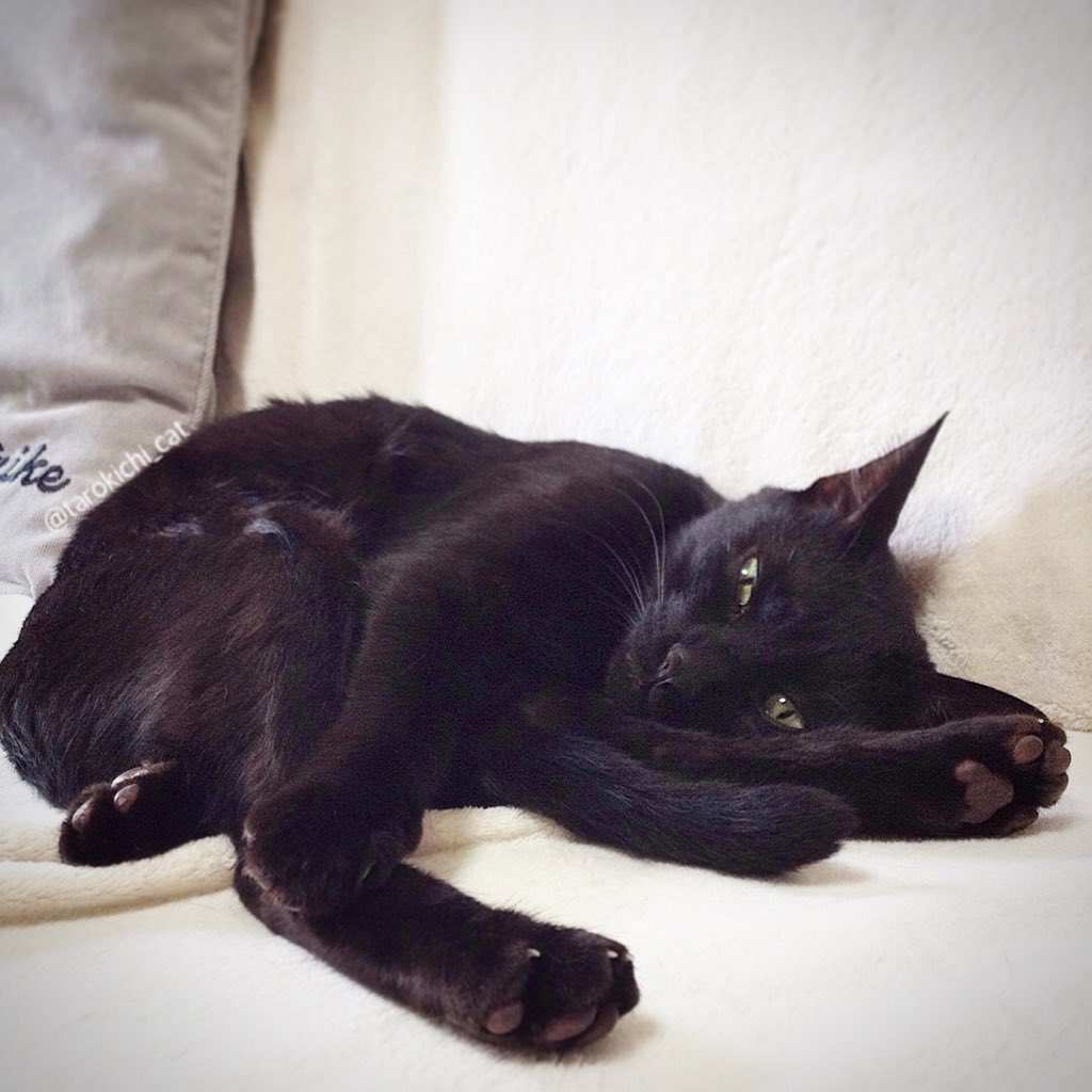 tarokichi_cat's tweet photo. 俺の手と脚と尻尾が、三つ編みになっとる件。
Braided cat.
#くろねこ
#黒猫
#昼寝
#blackcat
#barid
#cat
#CatsOfTwiter https://t.co/IuYG8FX7jW