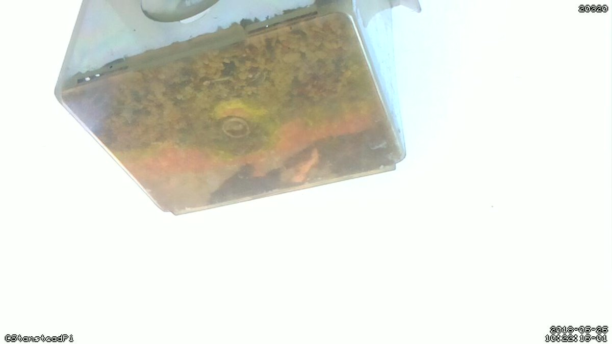 StansteadPi's tweet image. Motion detected on Stanstead Abbotts bird cam! Time Tue Jun 26 10:24:18 2018 #Raspberry_Pi