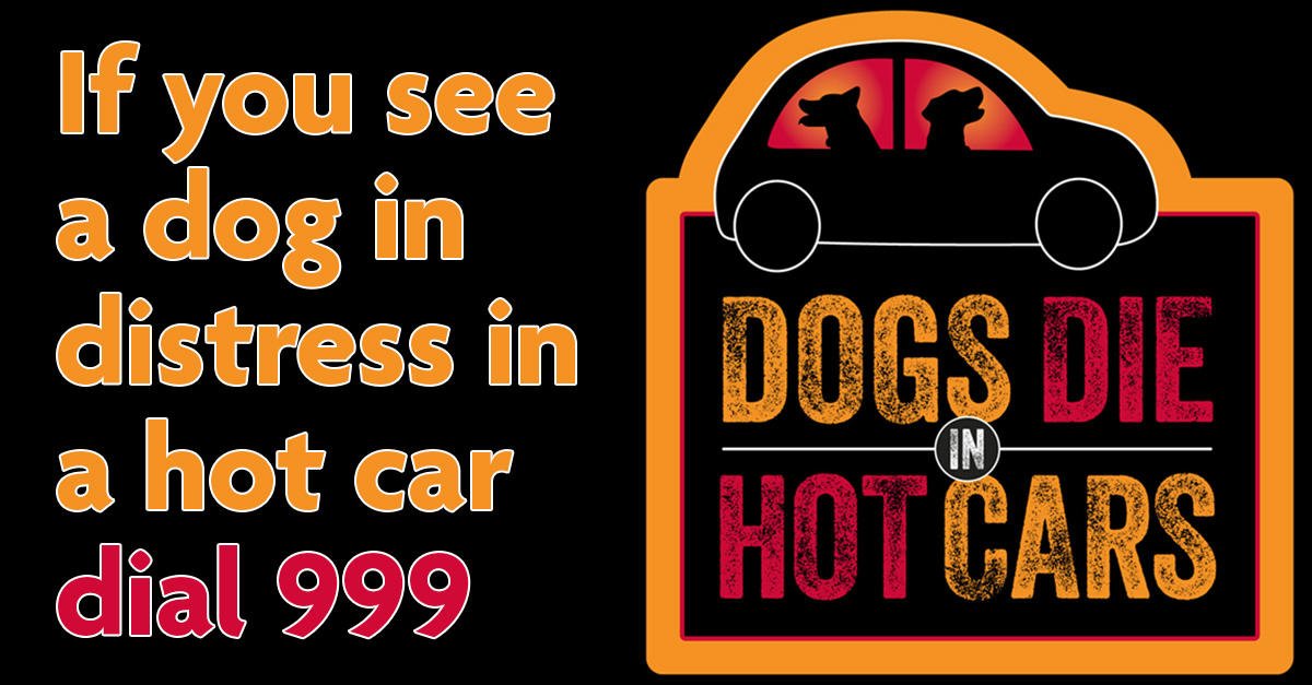 Battersea_'s tweet photo. During the #heatwaveuk, never to leave your dog in a hot car alone, and take strict precautions before travelling in a car with your dog: make sure they have access to water &amp; take plenty of breaks. If you see a dog in distress in a hot car, dial 999. Remember, #DogsDieInHotCars. https://t.co/qBQzwXLCCk