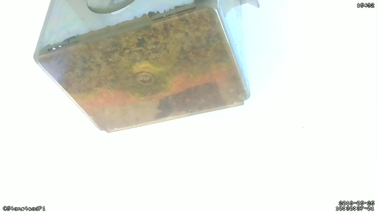 StansteadPi's tweet image. Motion detected on Stanstead Abbotts bird cam! Time Tue Jun 26 10:32:43 2018 #Raspberry_Pi