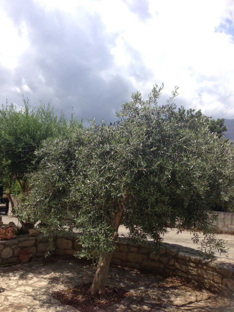 georgiopoulis's tweet image. And the Rain comes again in #Asproullianos #Crete coupled with high winds today