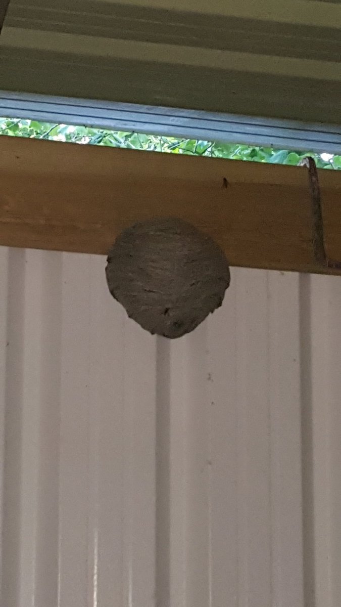 sgppestcontrol's tweet photo. The season is upon us,if you are in West or East Sussex and you have a wasp problem get in touch https://t.co/pZcnCs6PQh