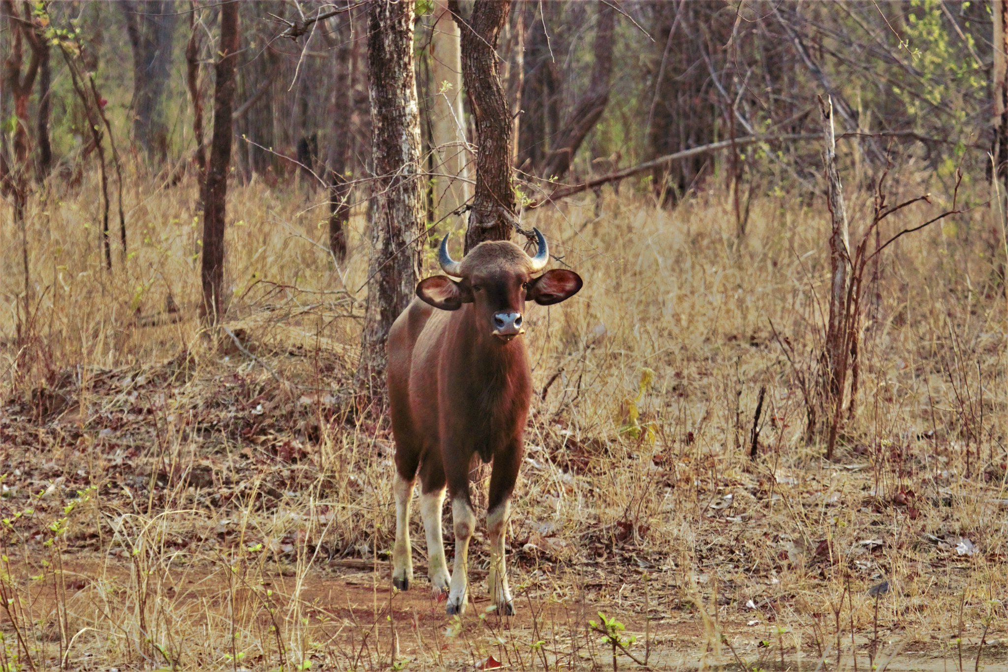 Tadoba Tiger King Kolara Gate Sighting Updates Pc Mohansingh Tadobatigerkingresort Promisetogiveyou Bestof Bestservice For Booking Tadobatigerkingresort Kolaragate Nearesttothejunglegate Call 91 Mail Sales