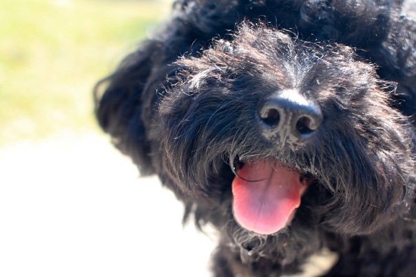 MirumHK's tweet photo. My dog is not a pet, my dog is my FAMILY! His name is Freddo, he has been staying with me for almost 12 years. He loves me unconditionally and I will do the same for you too, my little friend <3. -  Yuyan

Thank you @mokyuyan YY and Freddo, truly reflect… https://t.co/MgcfSNChES https://t.co/a9VWaqAdwT