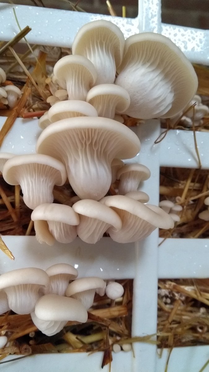 Wirral Mushrooms tweet media